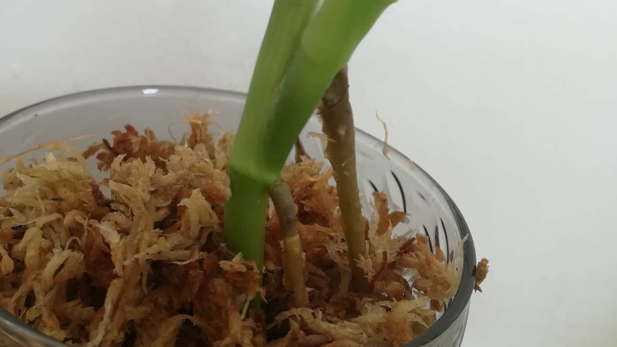 How To Propagate Philodendron 3 Ein in Spahgnummoos wurzelnder Ableger der Philodendron Monstera adansonii.
