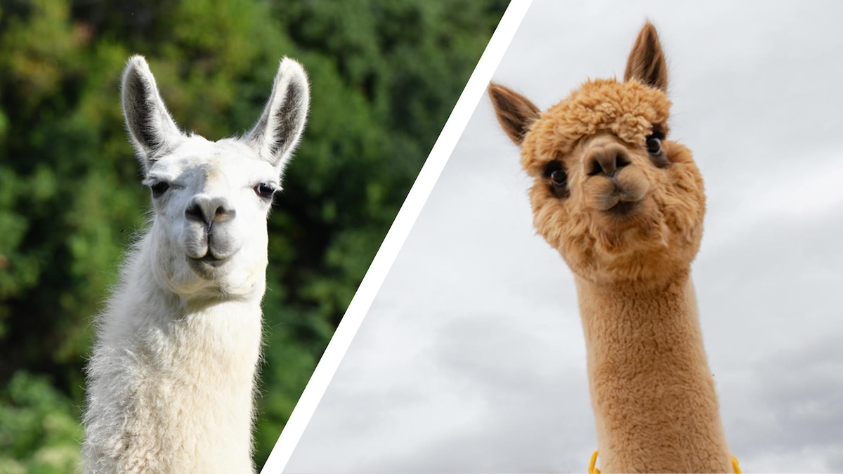 Альпаки фото животного описание Альпаки фото животного описание