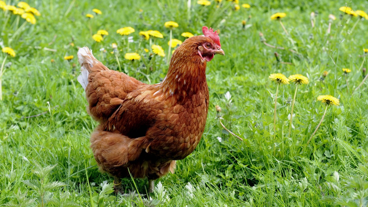 Braunes Huhn auf Nahrungssuche freilaufend auf der Wiese