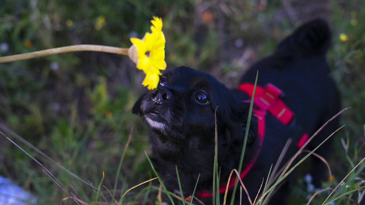Baldrian hund - Nehmen Sie dem Testsieger