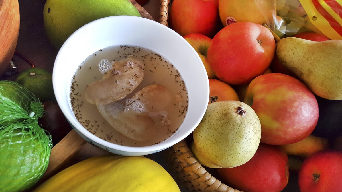 Essigfliege, Essig-Fliege, Schwarzbaeuchige Fruchtfliege, Schwarzbaeuchige Taufliege, Fruchtfliege, Frucht-Fliege, Taufliege, Tau-Fliege, Kleine Essigfliege, Obstfliege, Obst-Fliege, Gaerfliege, Gaer-Fliege, Mostfliege, Most-Fliege (Drosophila melanogaster), selbstgemachte Fruchtfliegenfalle zwischen Obst - Schuessel mit Wasser, Essig, Spuelmittel und Apfelscheiben, Deutschland vinegar fly, fruit fly (Drosophila melanogaster), selfmade fruit fly trap, a bowl with water, vingear, detergent an apple slices, G