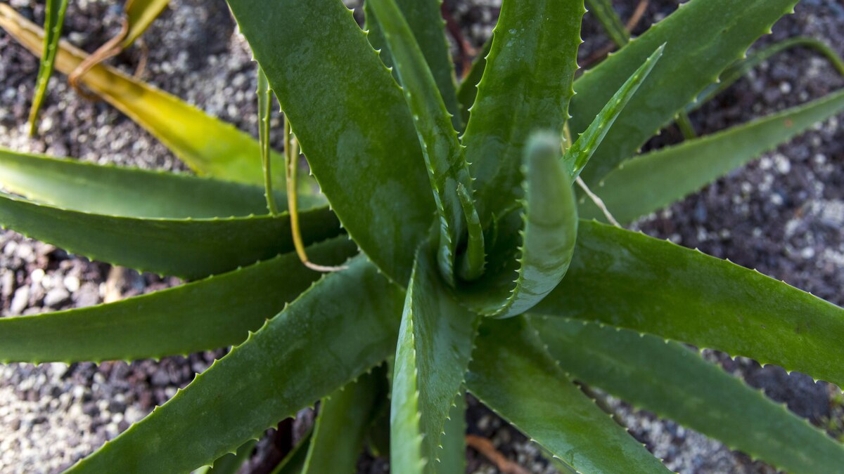 Aloe vera gel rötlich verfärbt - Der TOP-Favorit unserer Tester