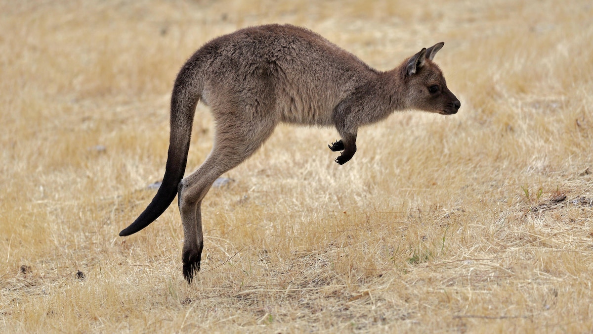 Kangaroo Island Känguru