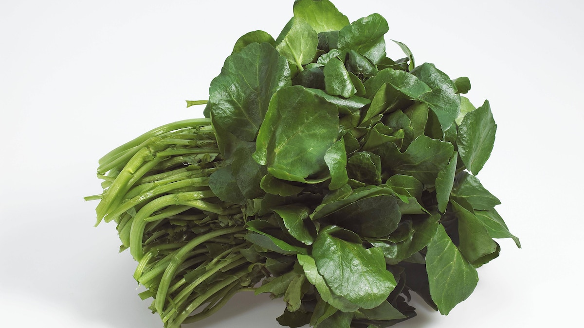 Echte Brunnenkresse (nasturtium officinale), Brunnenkresse, Wasserkresse, Kreuzblütler, Watercress, Salad vor weissem Hintergrund *** Watercress nasturtium officinale , Watercress, Cruciferous, Watercress, Salad against white background Copyright: imageBROKER G.xLacz ibllag05300763.jpg