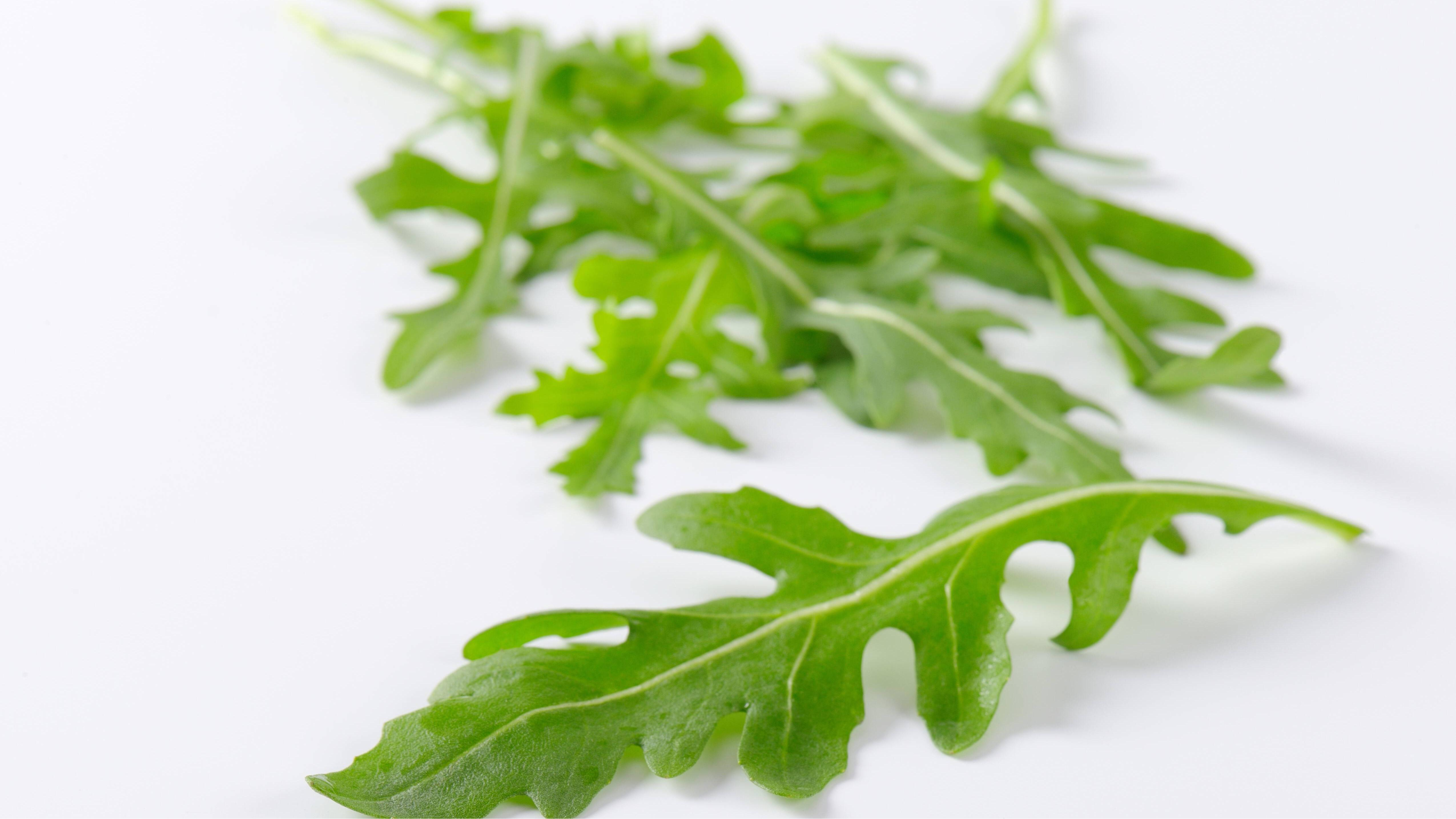 Gesunde Abwechslung im Kaninchengehege: Rucola als Futteroption Gesunde Abwechslung im Kaninchengehege: Rucola als Futteroption