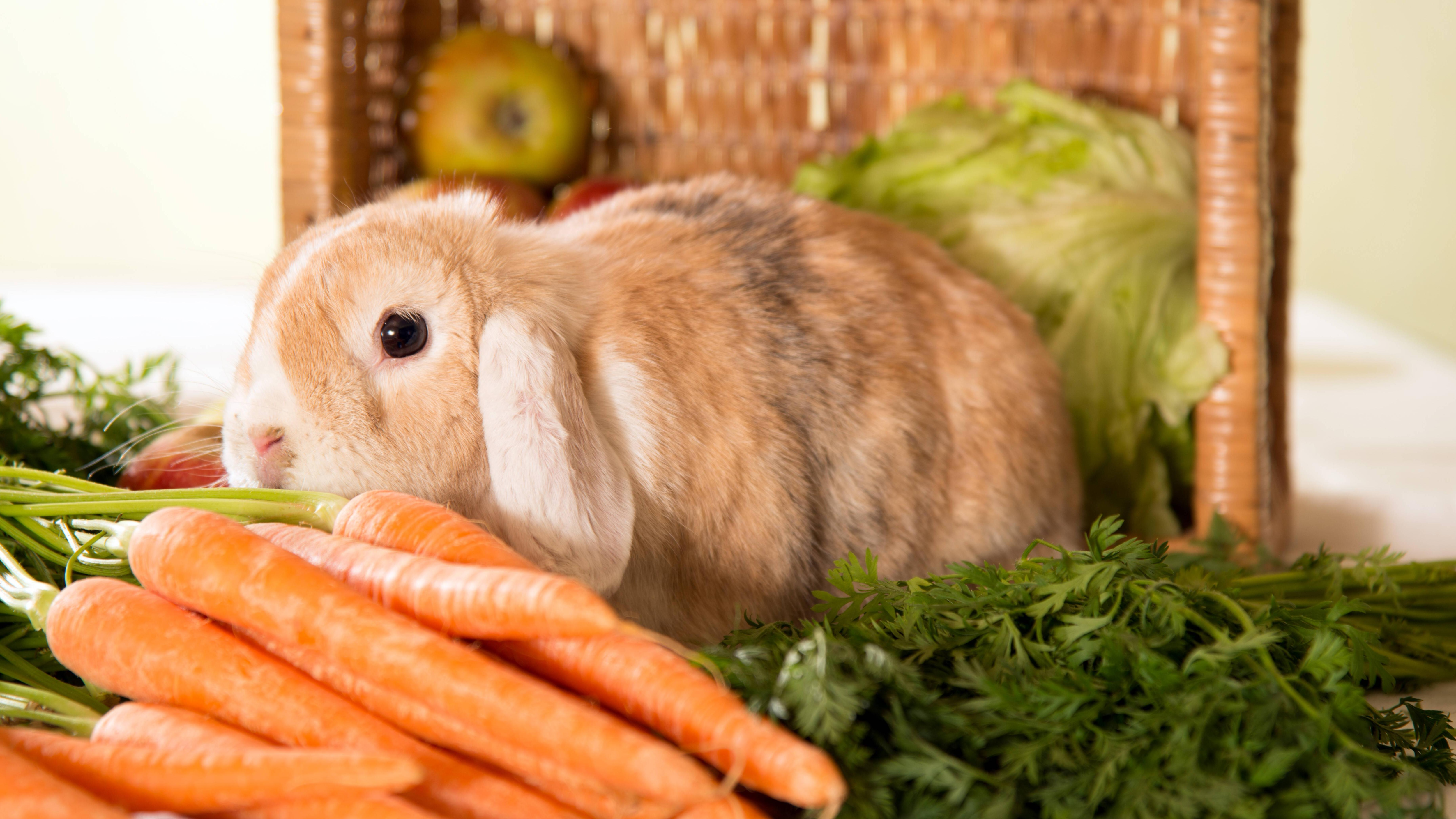 Warum Kaninchen keine Kartoffelschalen essen sollten Warum Kaninchen keine Kartoffelschalen essen sollten