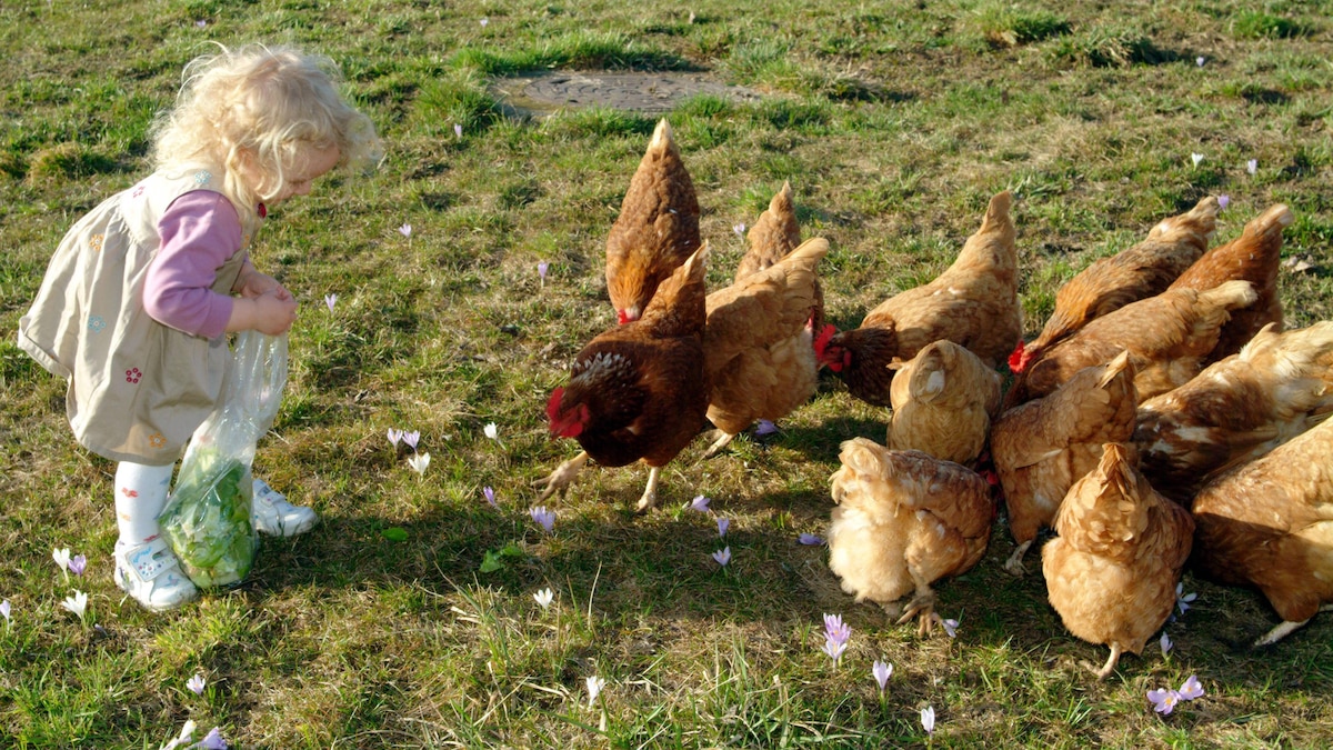 Gesunde Ernährung für Hühner: Sind Bananen erlaubt? Gesunde Ernährung für Hühner: Sind Bananen erlaubt?