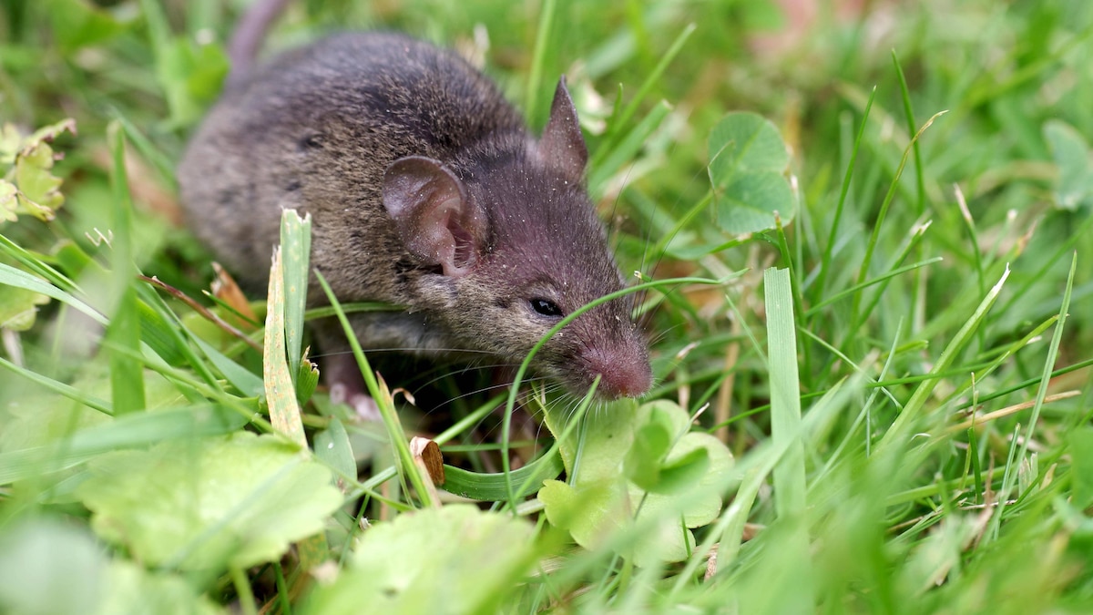 Gartenspitzmaus (Crocidura suaveolens), rasen, Nahaufnahme von einer Gartenspitzmaus auf dem Rasen *** Garden shrew Crocidura suaveolens , race, Close-up from a Garden shrew at the Turf Copyright: imageBROKER AnjaxUhlemeyer-Wrona iblauh08839319.jpg