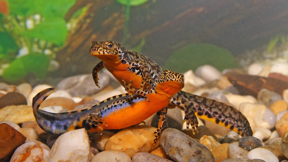 Bergmolch Paar, Ichthyosaura alpestris; Syn.: Triturus alpestris, alpine newt - pair Bergmolch Paar, Ichthyosaura alpestris; Syn.: Triturus alpestris, alpine newt - pair Copyright: xZoonar.com BoschxMarcusx 10025432