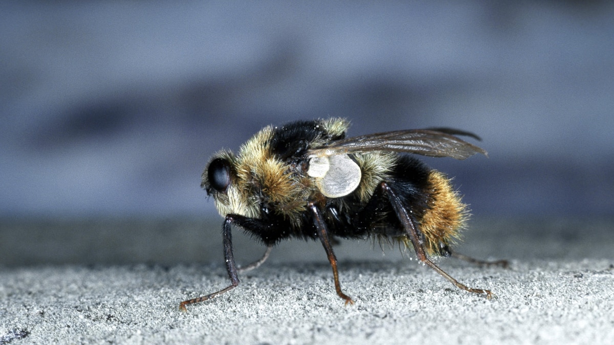 Dasselfliege: Diese Symptome gibt es beim Menschen - CHIP