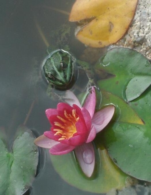 Der Frosch im Gartenteich